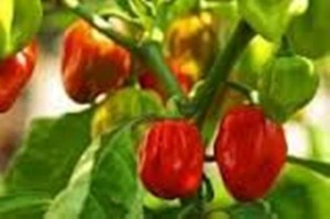 red savina