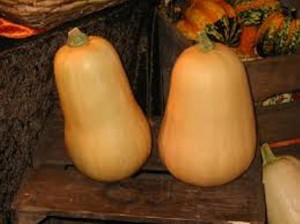 Courge Butternut