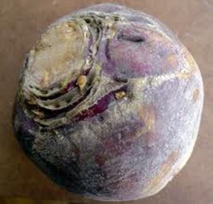 Rutabaga