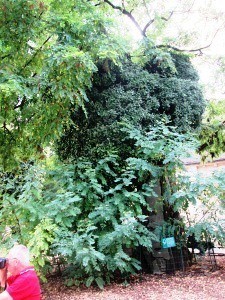 arbreplusvieuxparis1