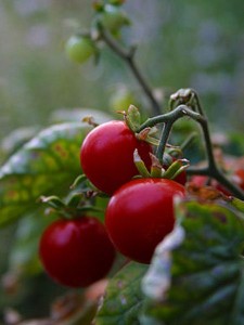 cerise