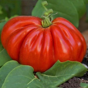 coeurdeboeuf