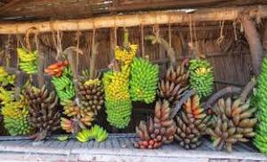 corpsbananes