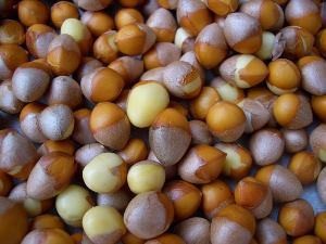 Noix de ginkgo
