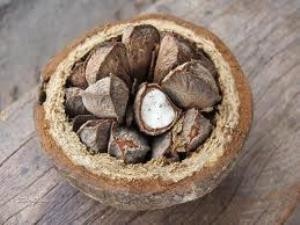 noix du brésil1