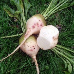 Betterave Blanche Albina Vereduna1