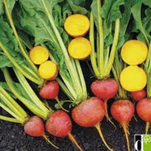 Betterave Burpee Golden