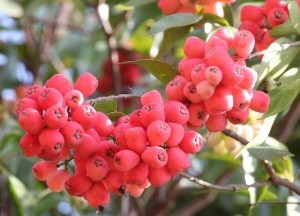 riberrie