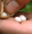 Haricot coco de Pamiers