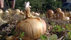 Oignon Jaune de Citou