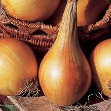 oignon d auxonne