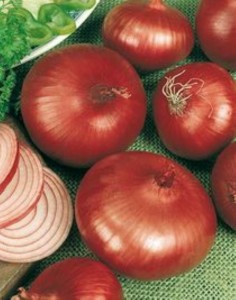 oignonrougepaledeniort