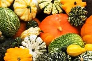 ALAUNE COURGES