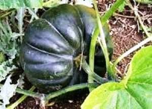 Courge musquée de Provence