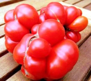 Tomate Voyage ou tomate des voyageurs