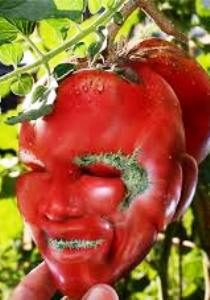 alaunecorpstomate