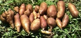 Poire de terre ou yacón