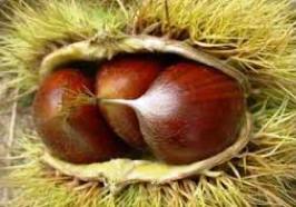 Châtaigne Marron de Redon