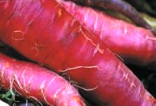 Carotte rouge