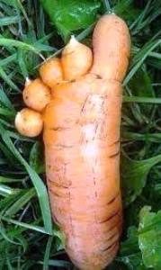 alaunecarottesoriginales