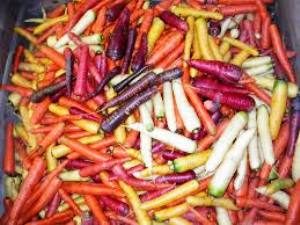 corpssujetcarottes1
