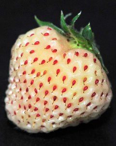 Fraise ananas ou fraise blanche