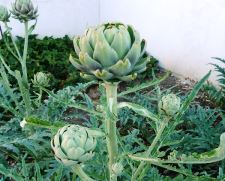 gros vert de Laon