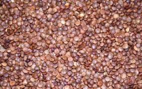 Lentillon rosé de Champagne