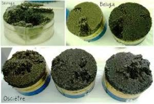 caviar